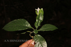 Strobilanthes decurrens